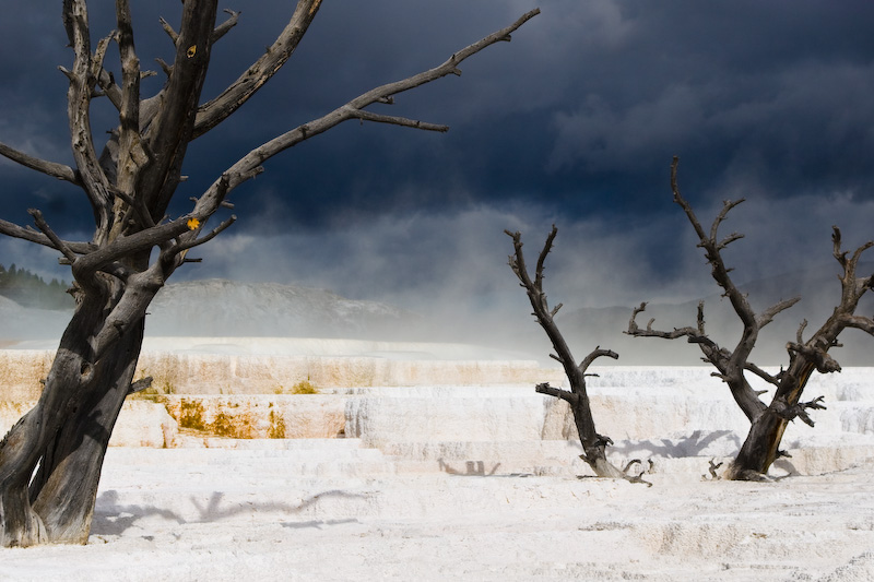 Dead Trees On Hot Spring